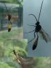 Dusona sp.